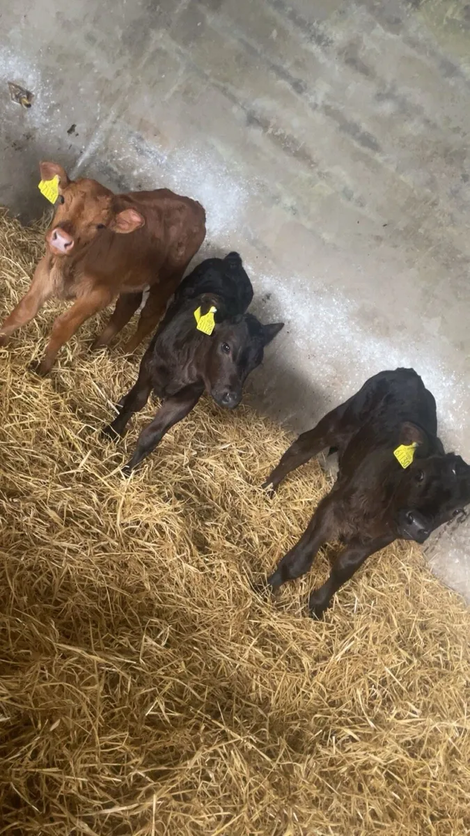 Limousin calves - Image 2