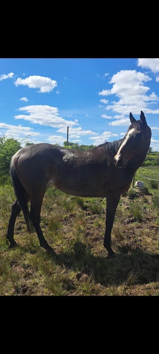 Broodmare - Image 1