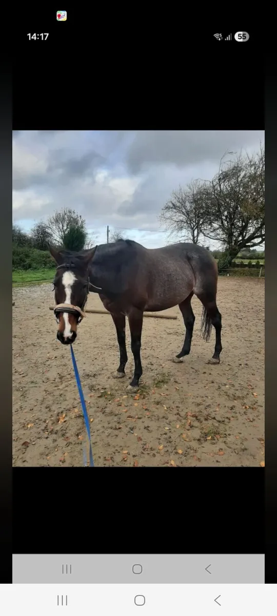 Broodmare - Image 2