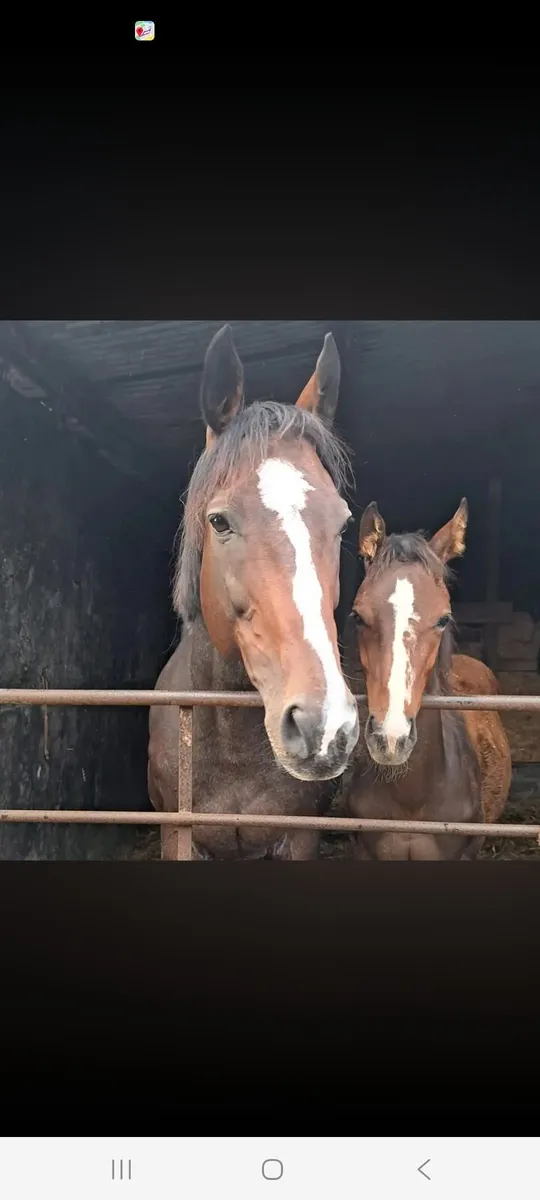 Broodmare - Image 3