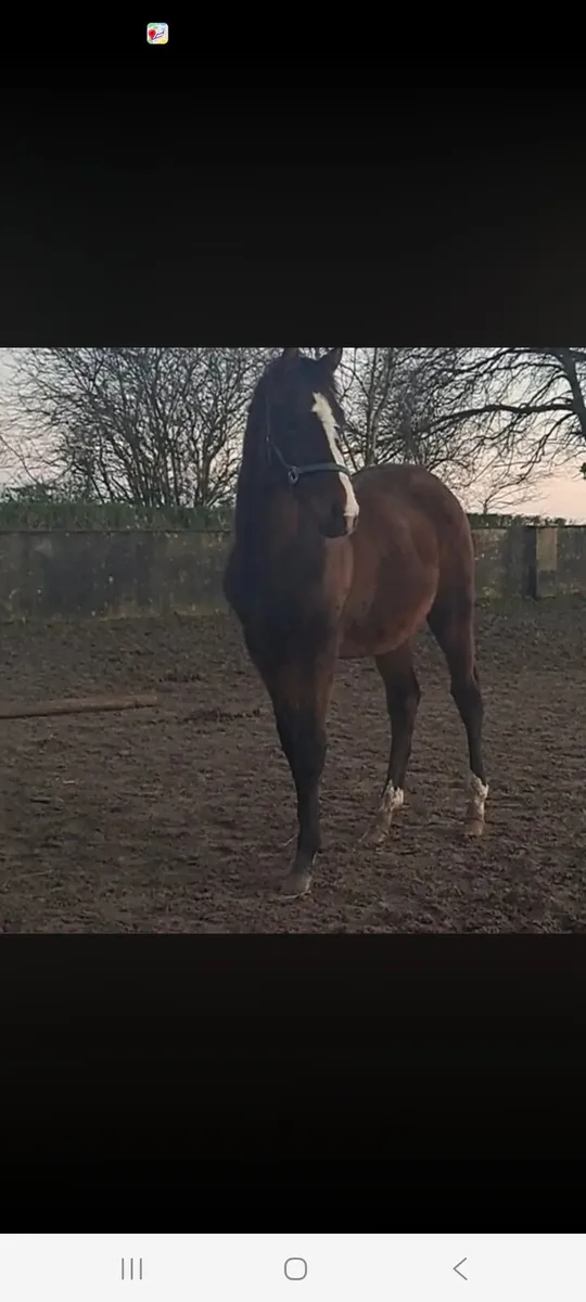 Broodmare - Image 4