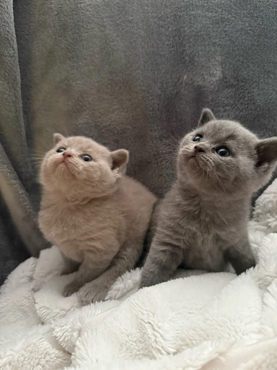 British short hair kittens pedigree - Image 1