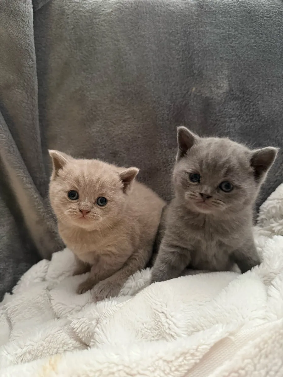 British short hair kittens pedigree - Image 2