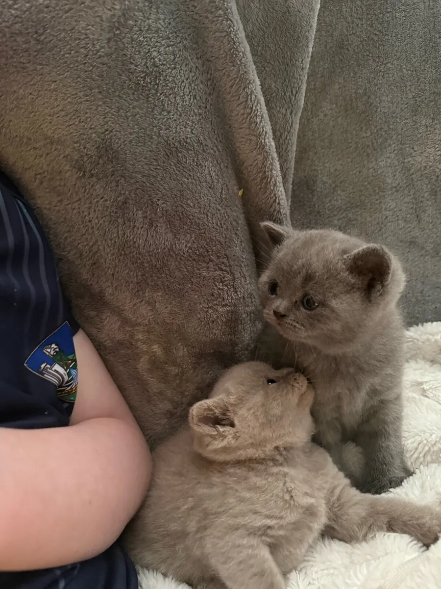 British short hair kittens pedigree - Image 4