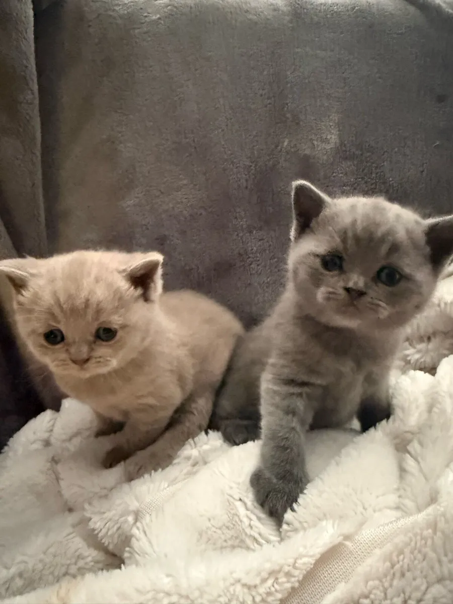 British short hair kittens pedigree - Image 3
