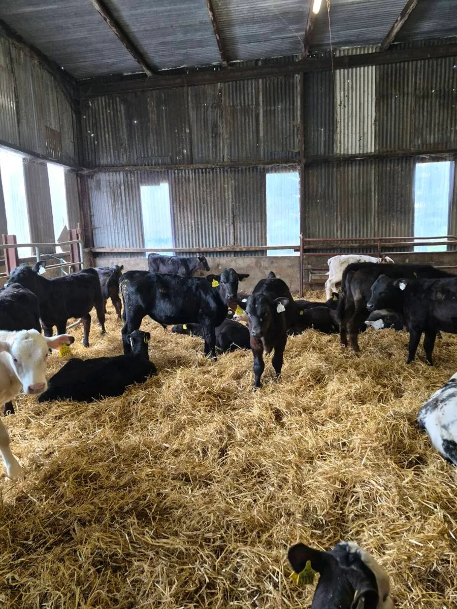 Reared calves ,heifers and bulls - Image 1
