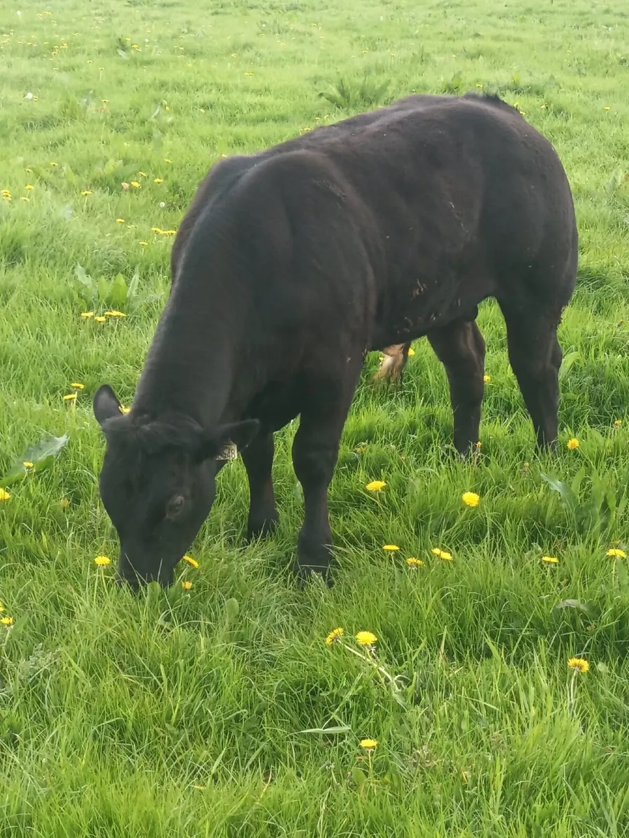 Livestock - Image 2