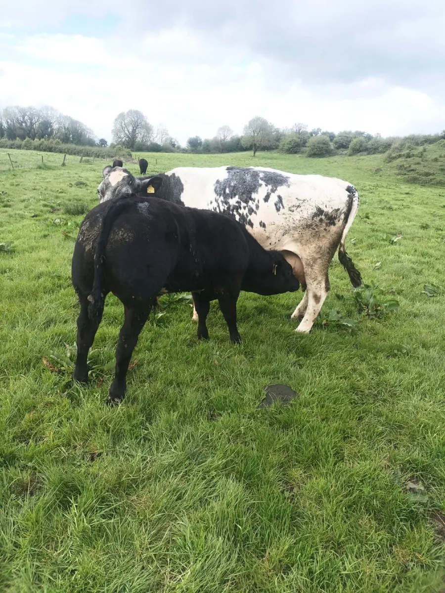 Livestock - Image 1
