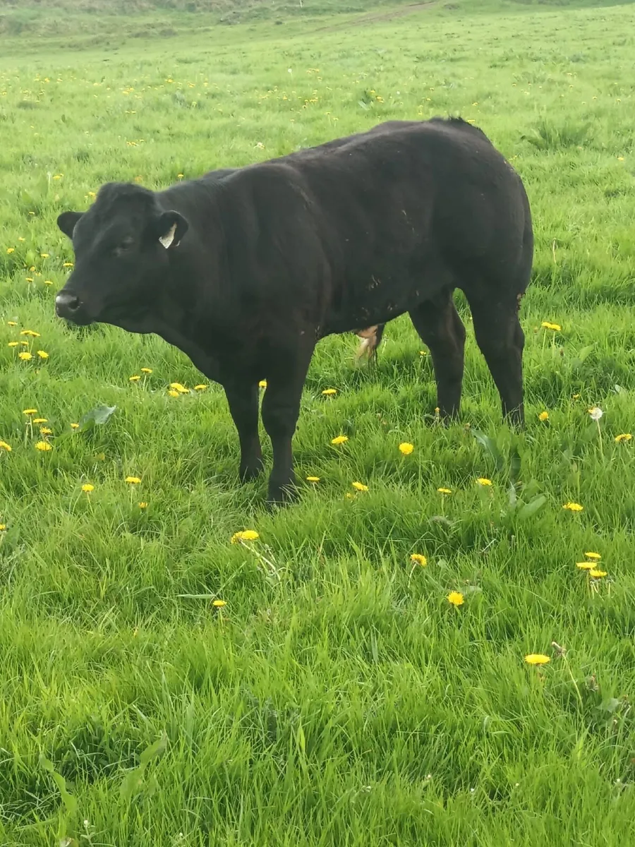 Livestock - Image 3