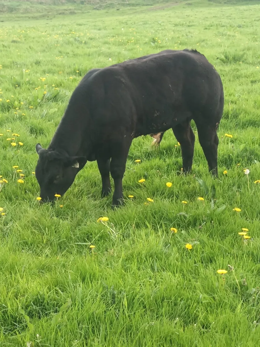 Livestock - Image 4