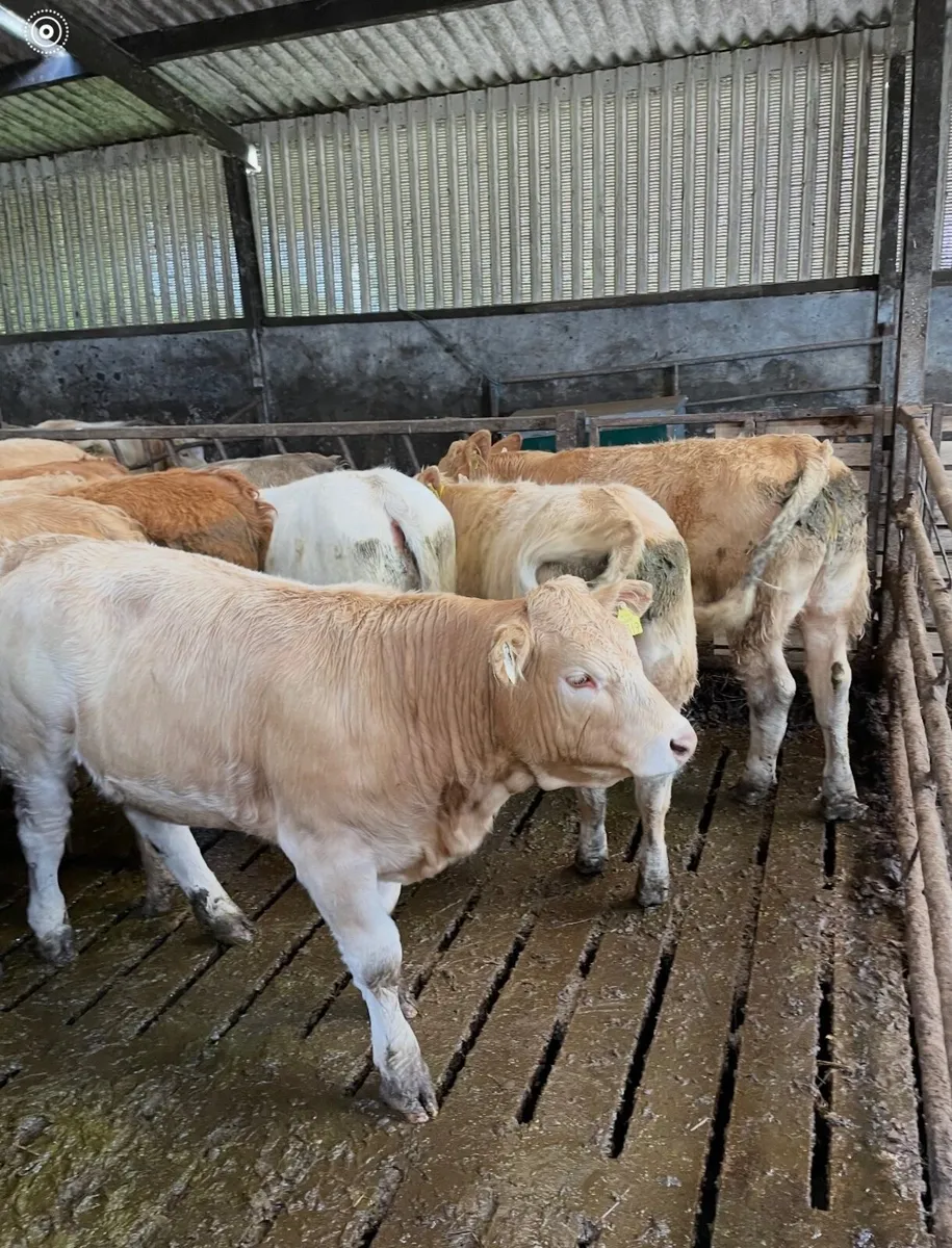 Cattle - Image 2