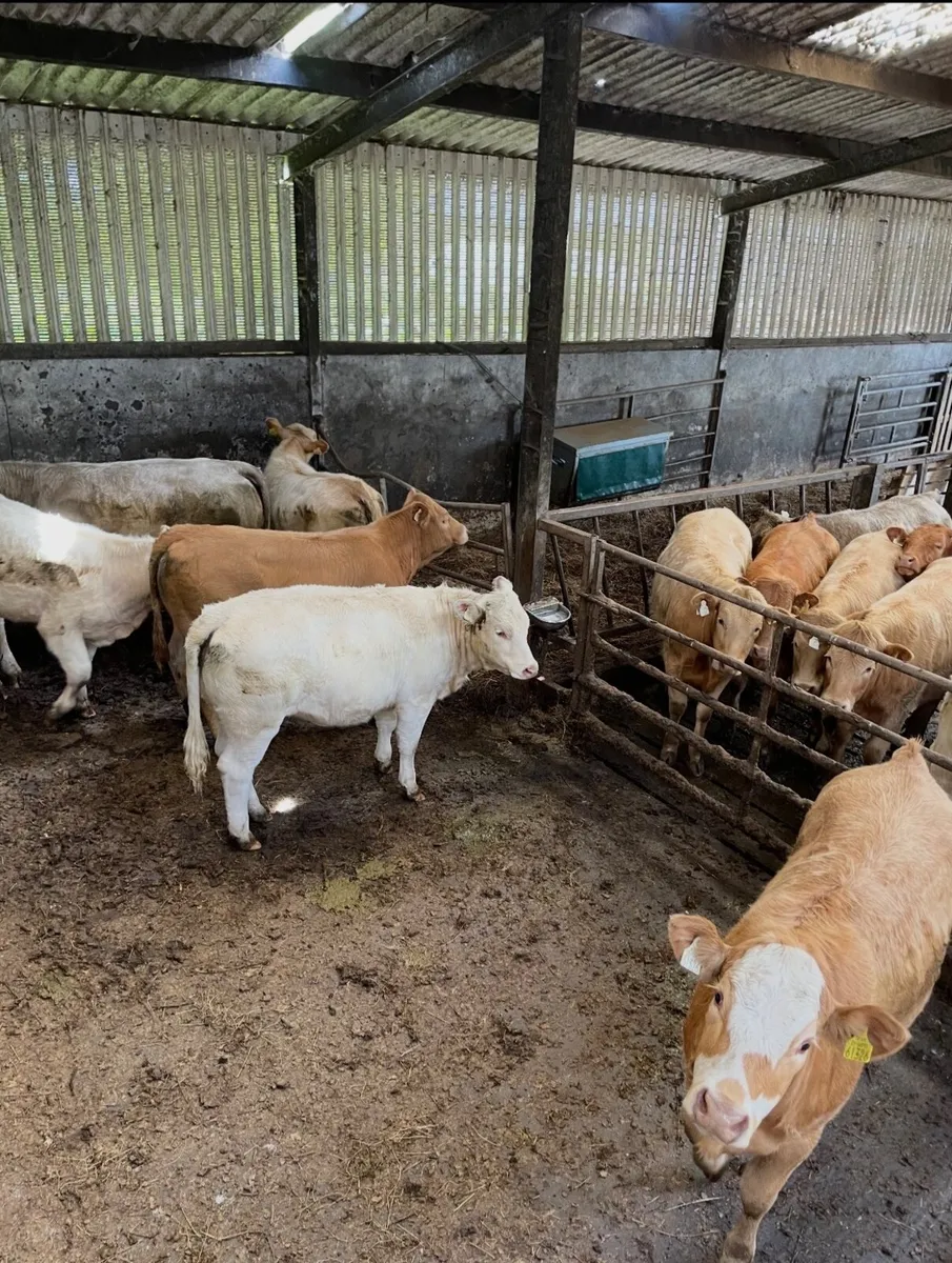 Cattle - Image 3