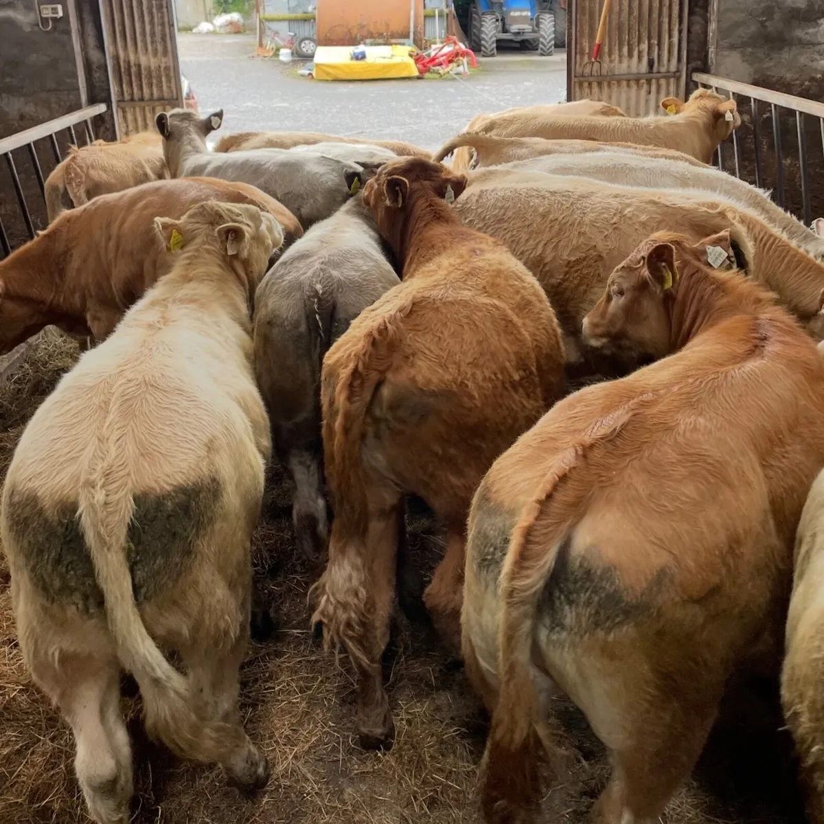 Cattle - Image 1