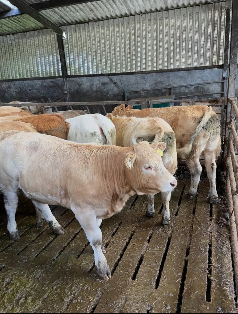 Cattle - Image 4