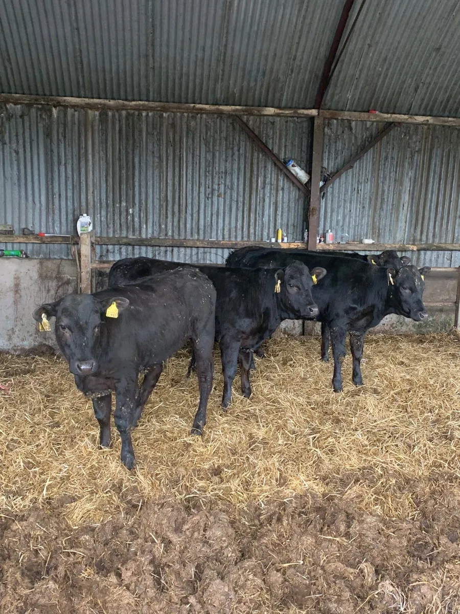 4 Lovely Quality Yearling Heifers for sale - Image 1