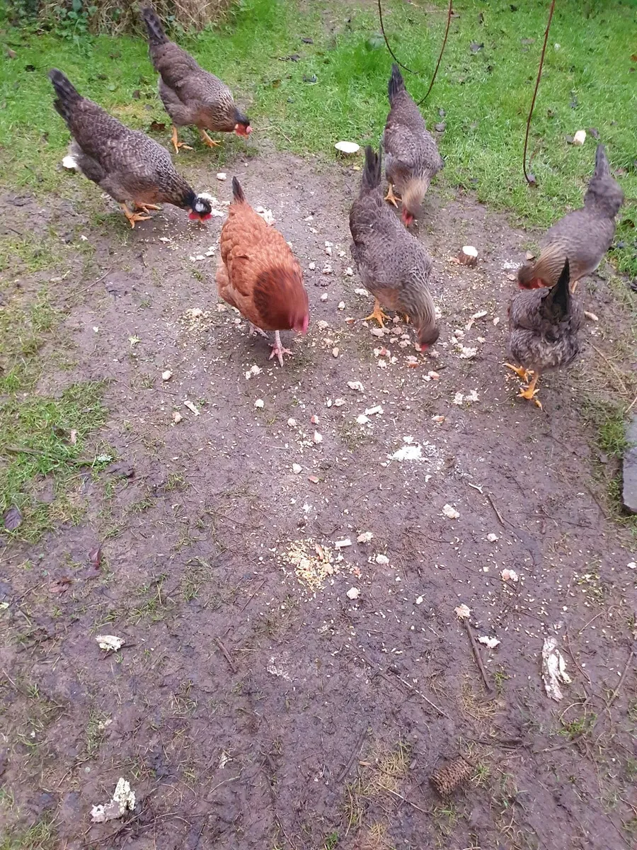 Poultry - Image 1