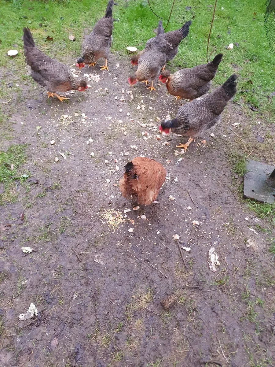 Poultry - Image 2