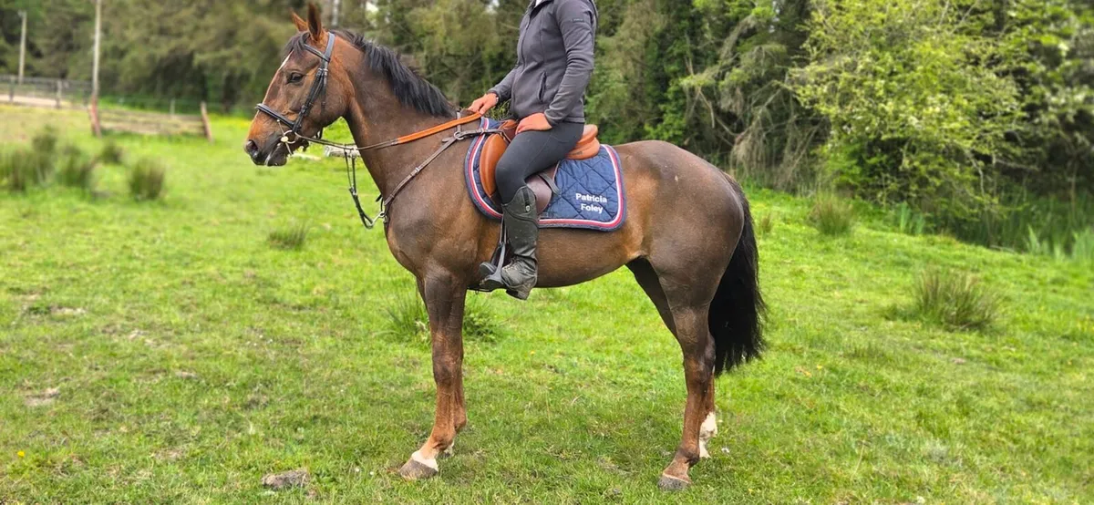 Super Pony Club Pony - Image 4