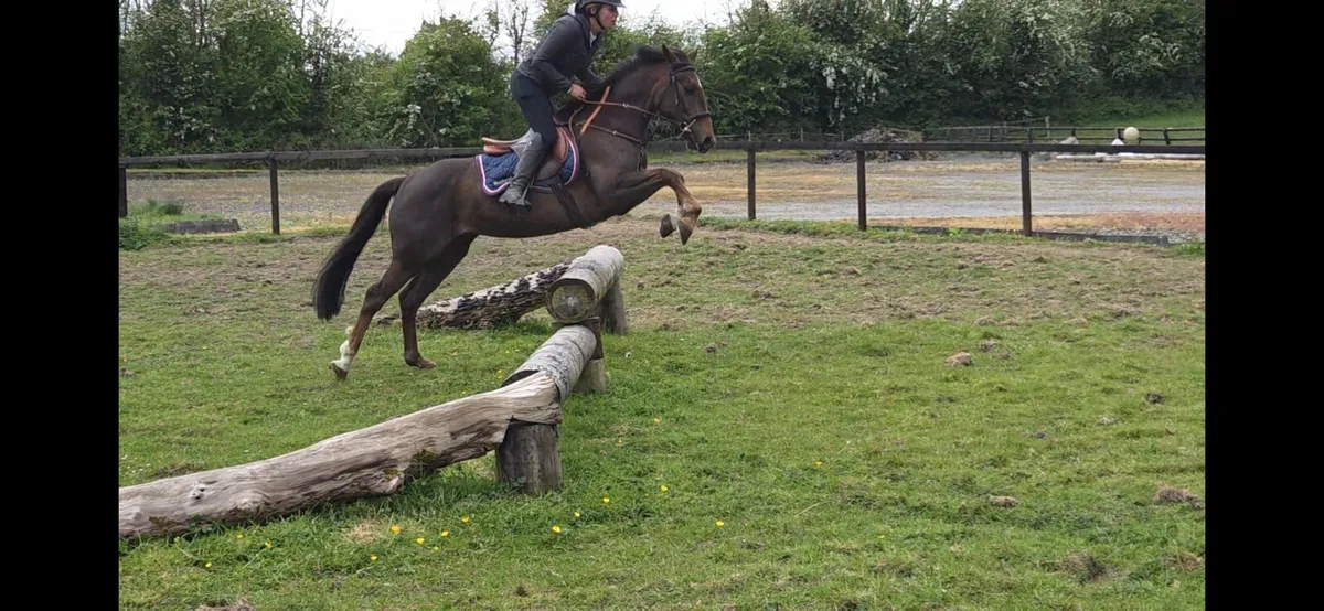 Super Pony Club Pony - Image 1