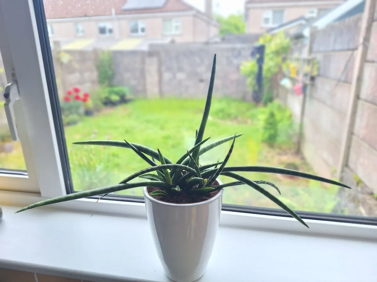 ​African Spear Plant in Ceramic Pot - Image 2
