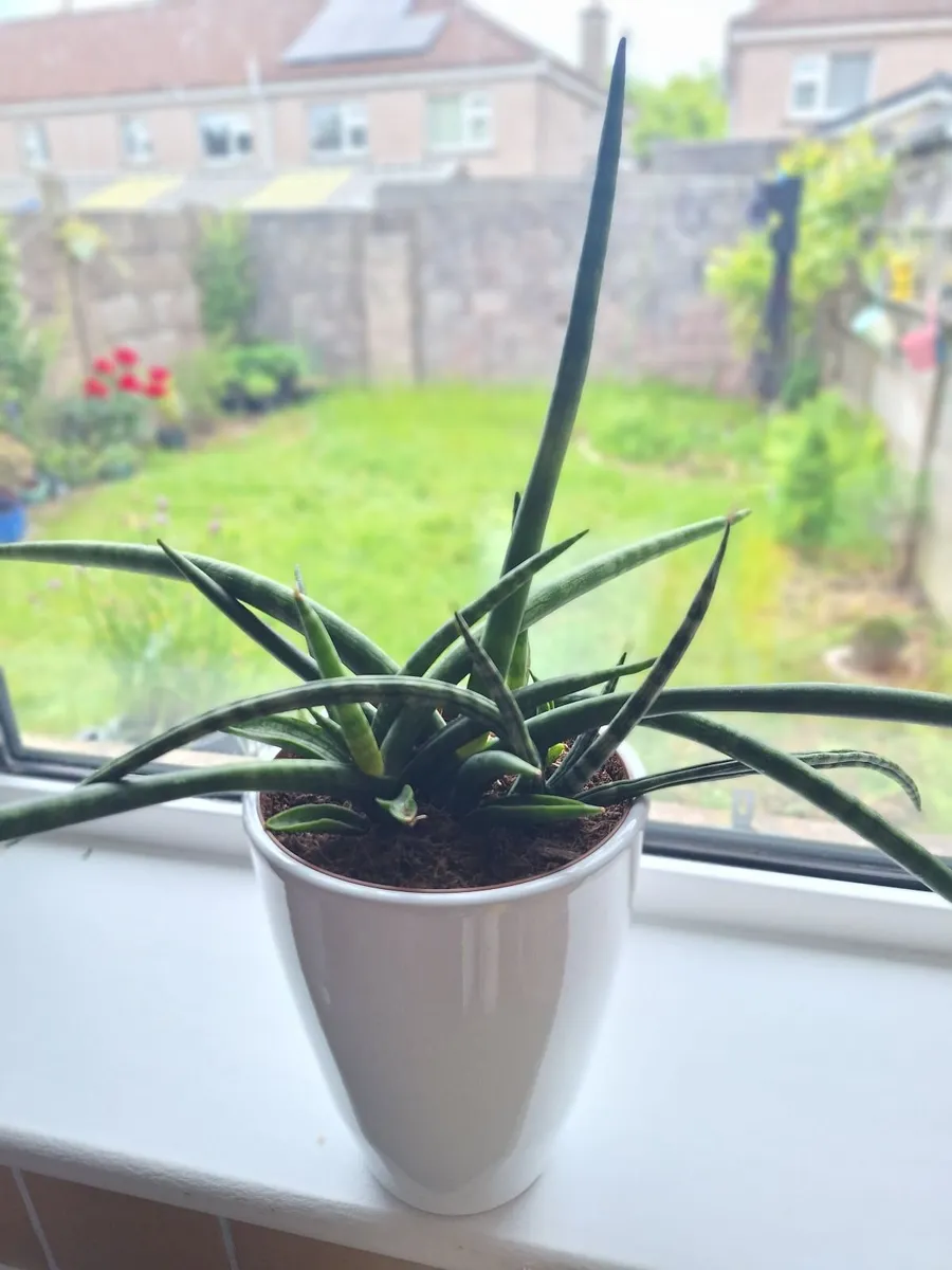 ​African Spear Plant in Ceramic Pot - Image 1