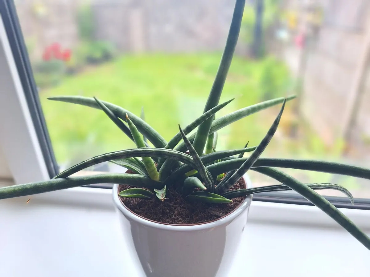 ​African Spear Plant in Ceramic Pot - Image 3