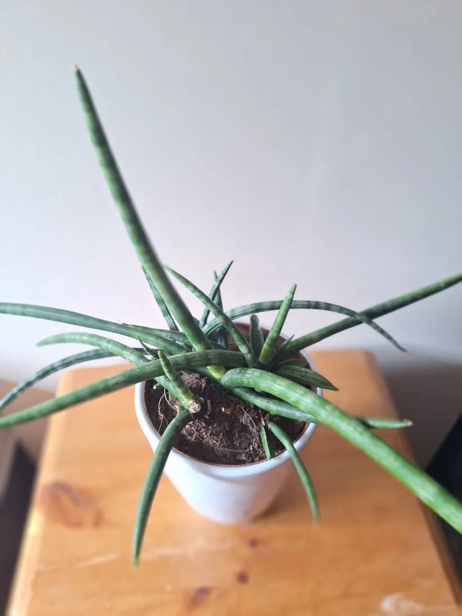 ​African Spear Plant in Ceramic Pot - Image 4