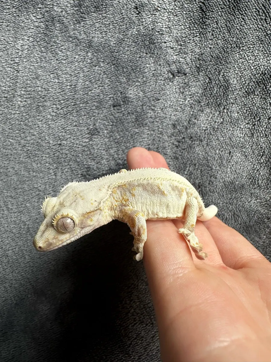 Crested gecko - Image 2