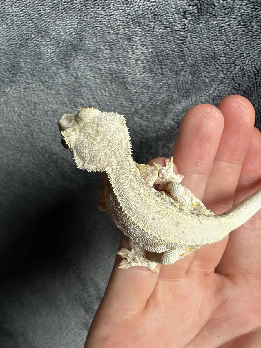 Crested gecko - Image 1