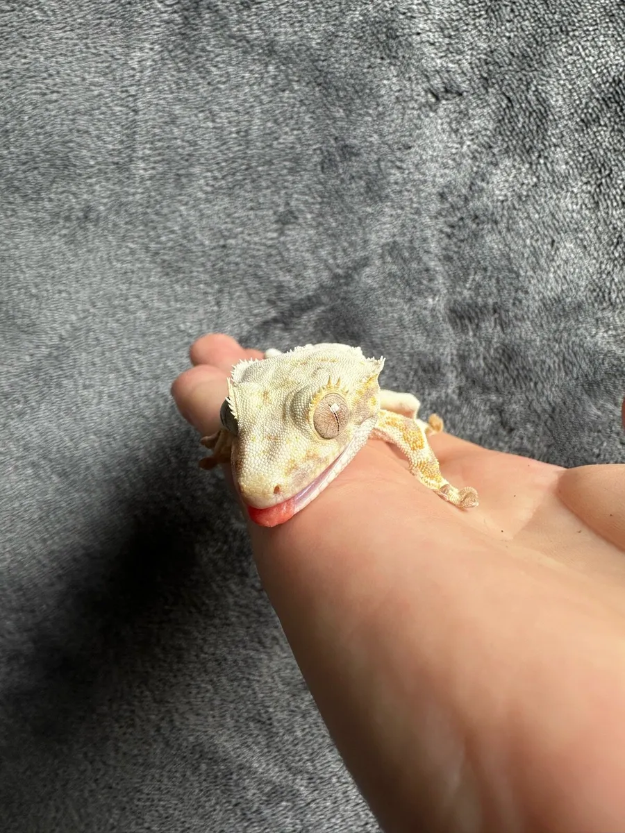 Crested gecko - Image 3