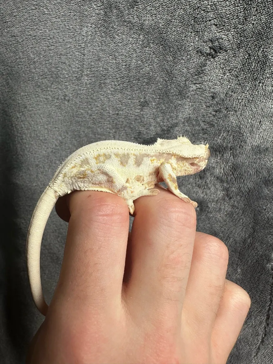 Crested gecko - Image 4