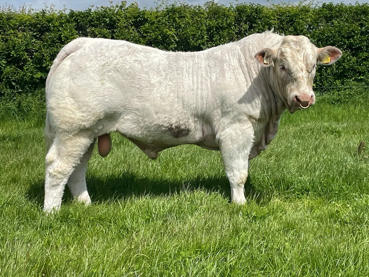 Charolais Bull - Image 1