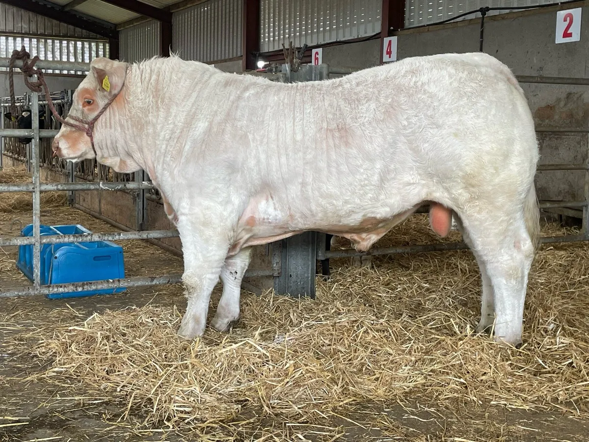 Charolais Bull - Image 2