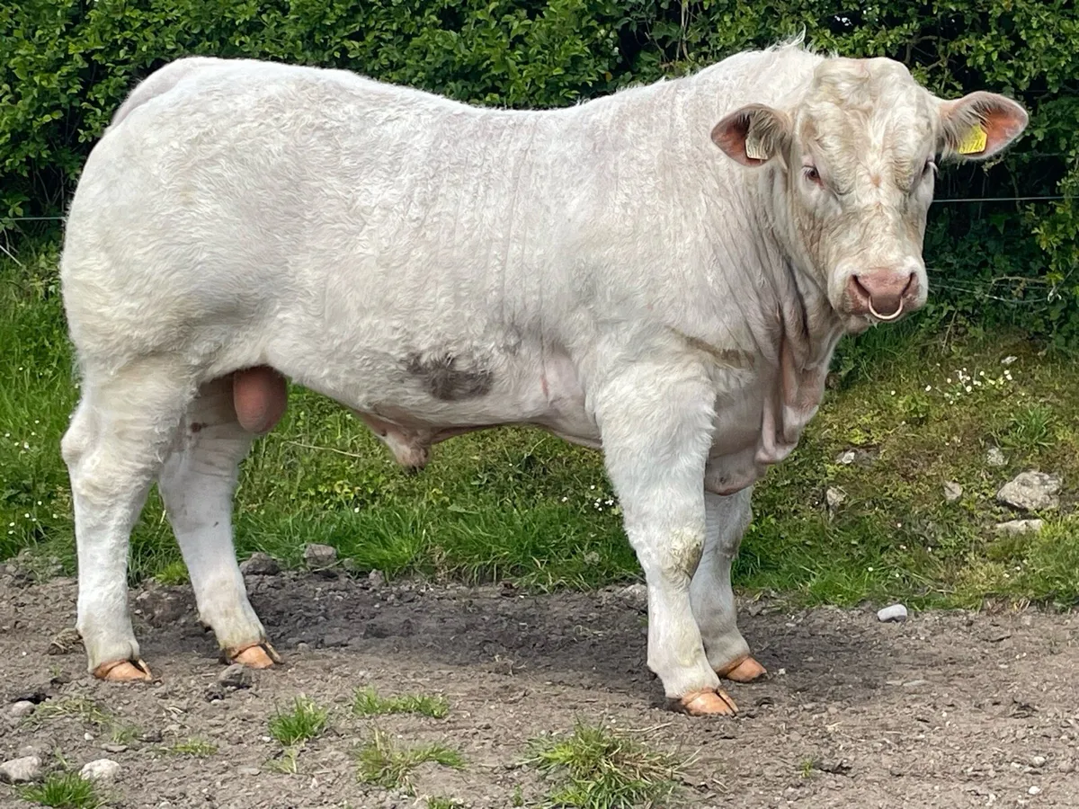 Charolais Bull - Image 3