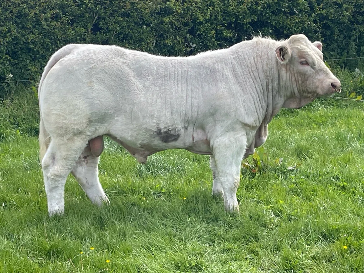 Charolais Bull - Image 4