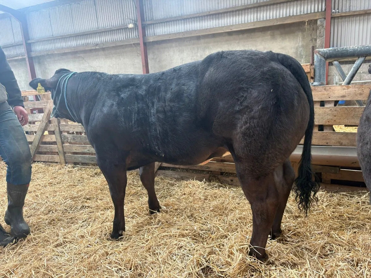 ✨✨ show heifers ✨✨ - Image 2