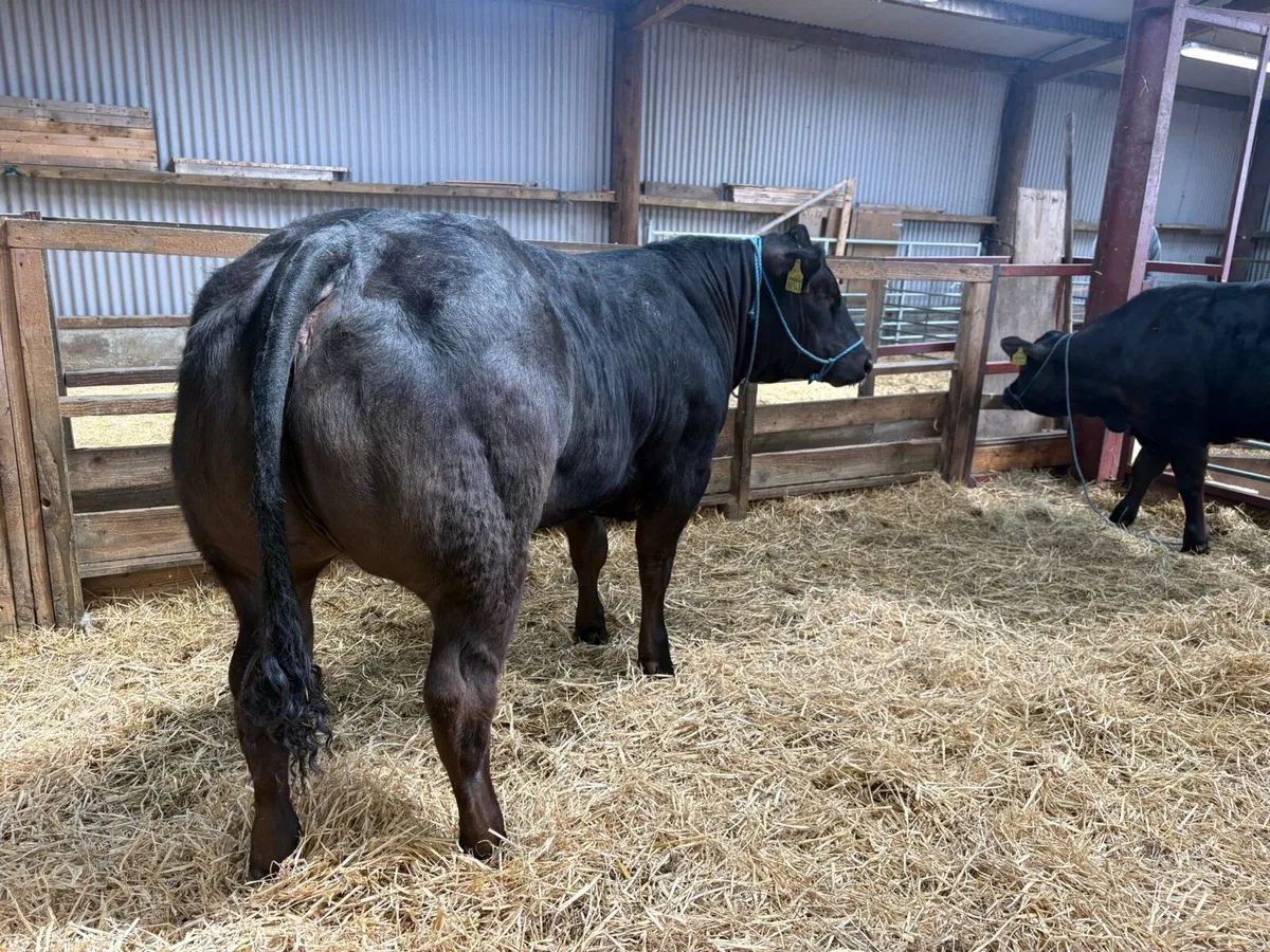 ✨✨ show heifers ✨✨ - Image 3
