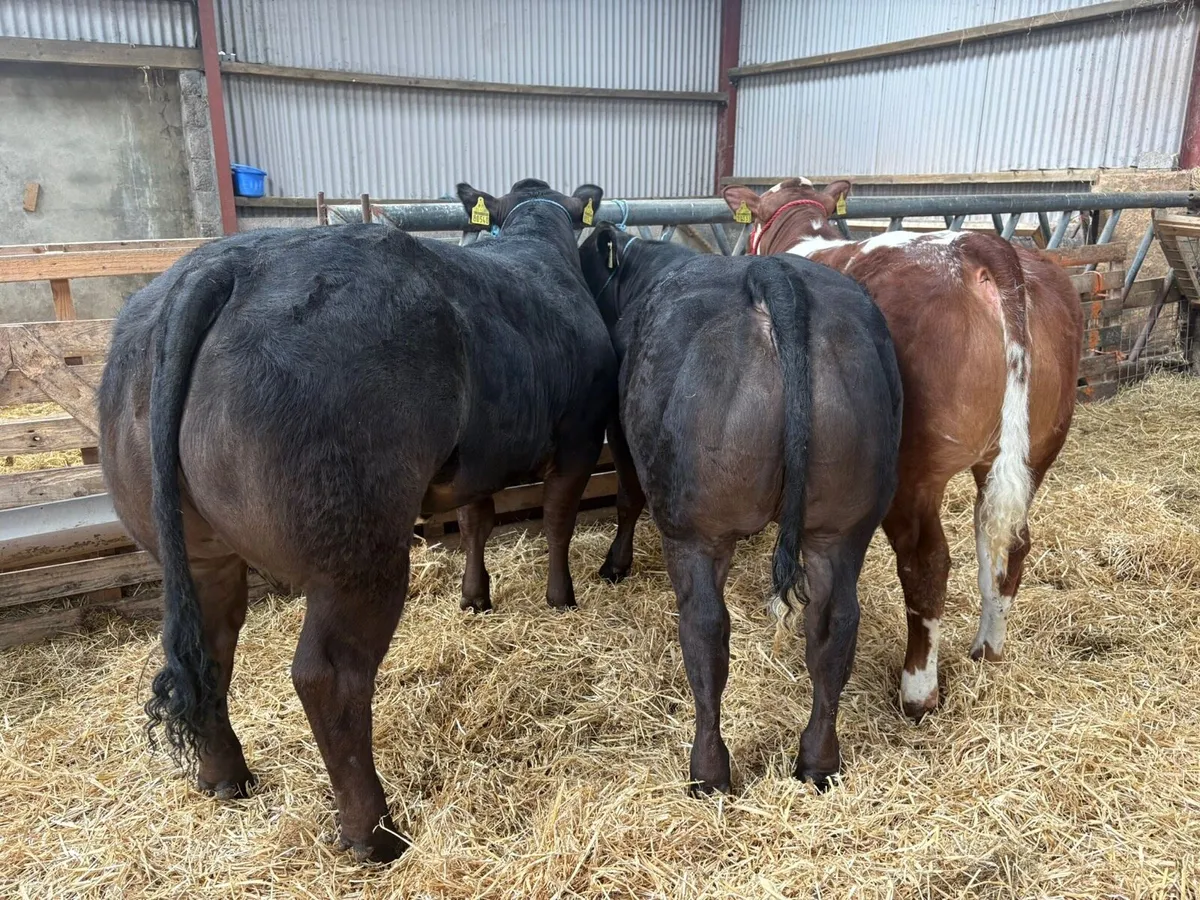 ✨✨ show heifers ✨✨ - Image 4