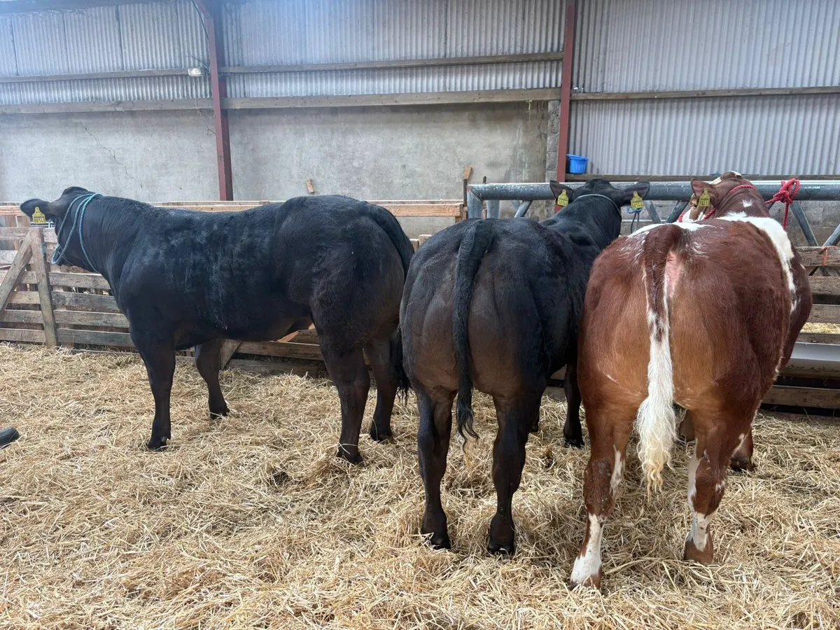 ✨✨ show heifers ✨✨ - Image 1