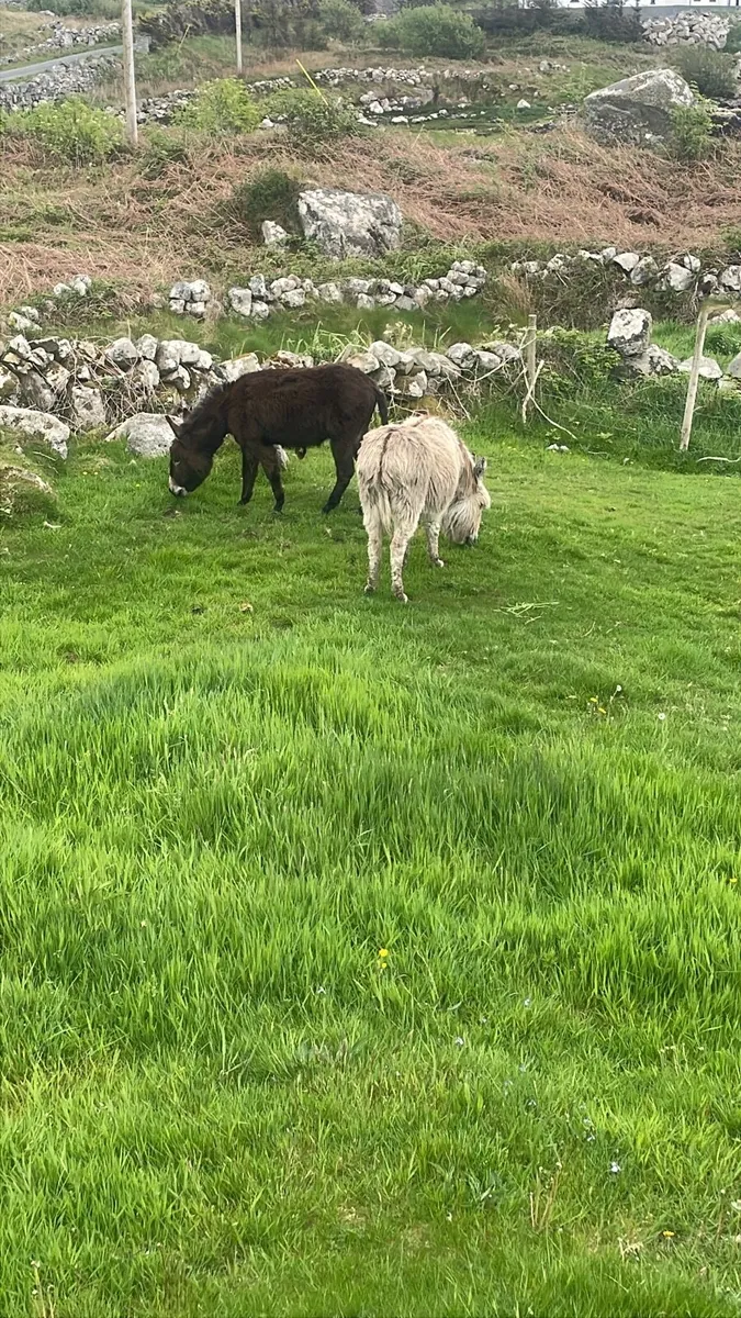🔥2 year old filly donkey🔥