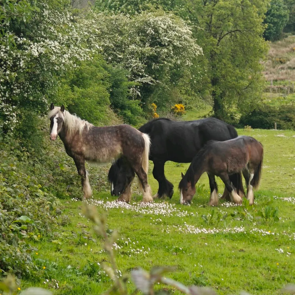 Silver Dapple yearling colt - Image 1