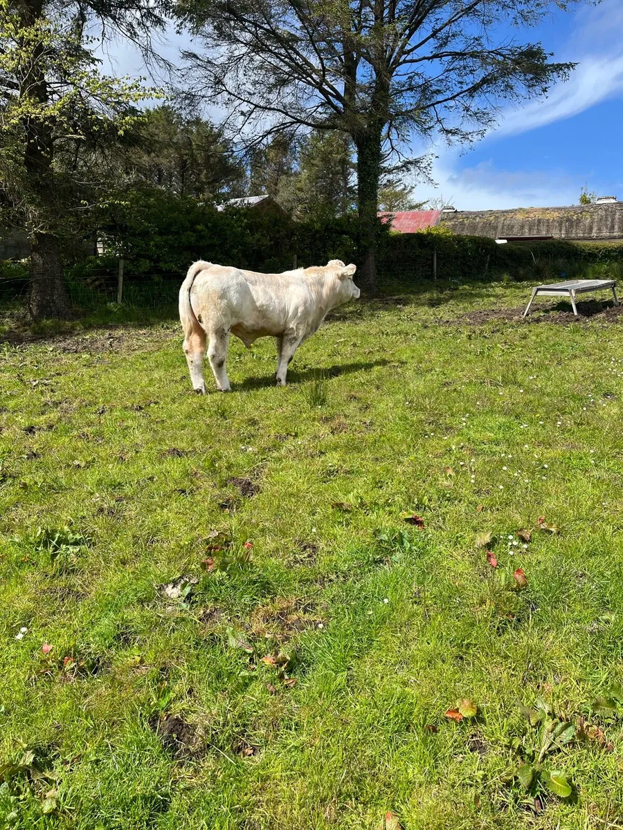 Charolais Bull - Image 1