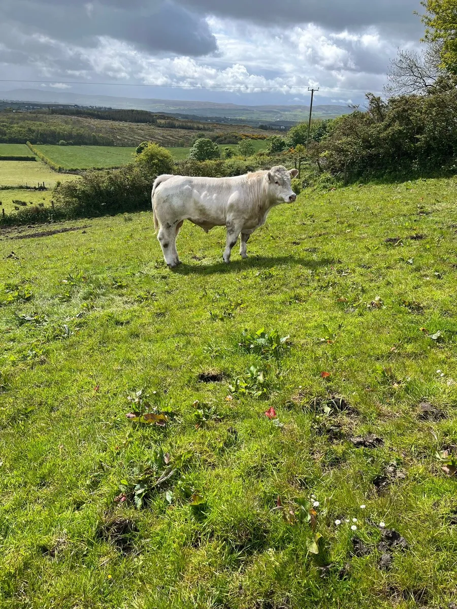 Charolais Bull - Image 2