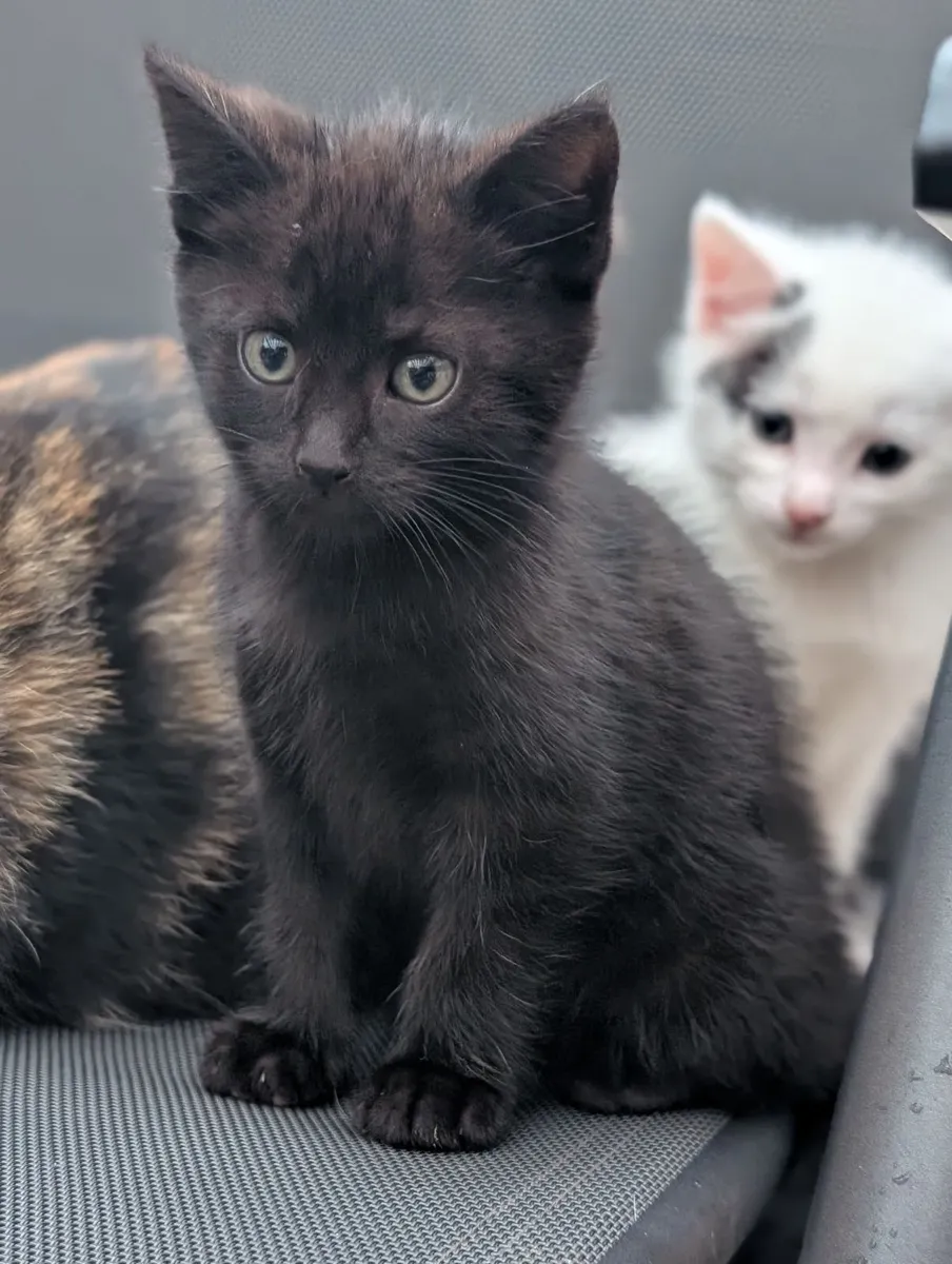 Kittens - Image 4