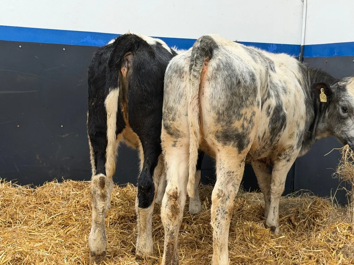 🔵2 Super Belgian Blue Heifers🔵 - Image 3
