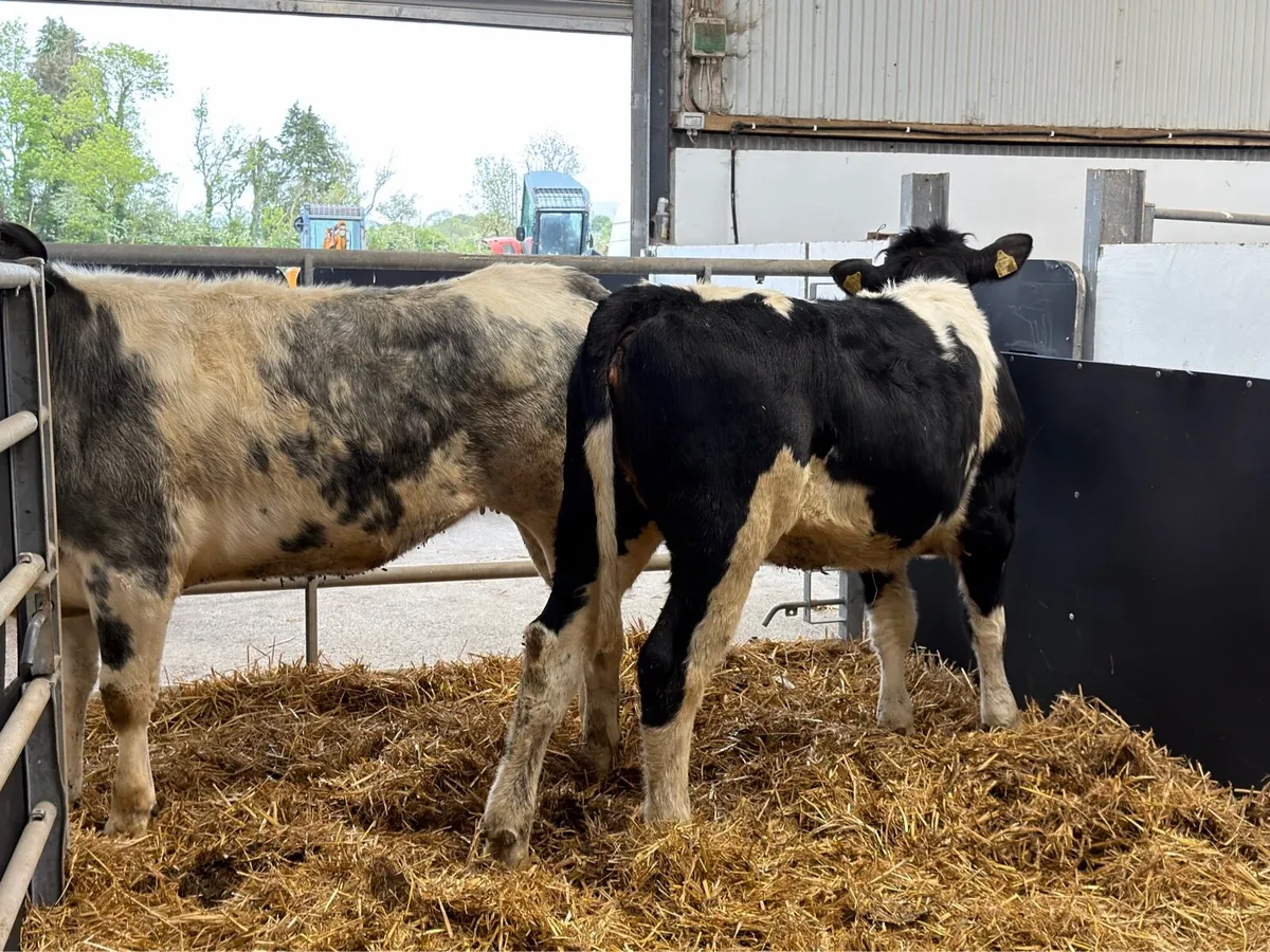 🔵2 Super Belgian Blue Heifers🔵 - Image 4