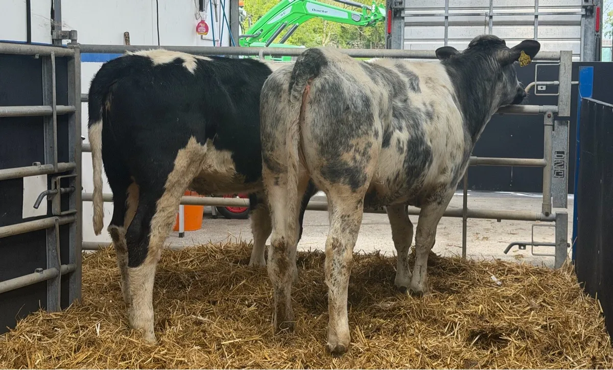 🔵2 Super Belgian Blue Heifers🔵 - Image 1