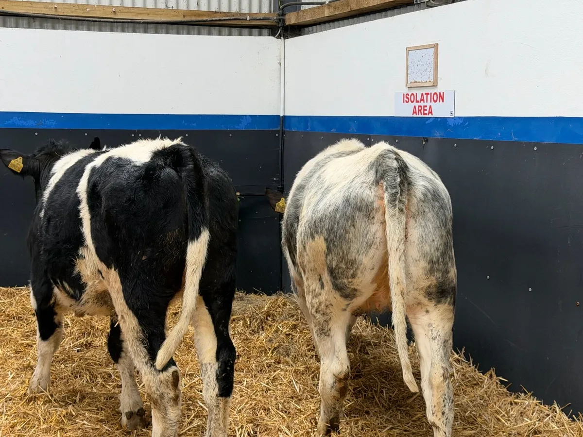 🔵2 Super Belgian Blue Heifers🔵 - Image 2