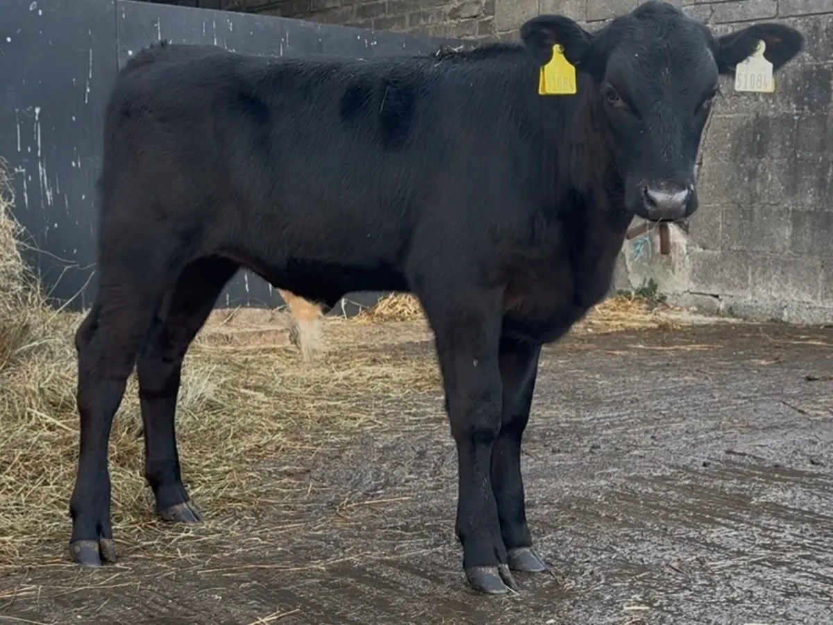 11 AI bred bulls 5-6 months old - Image 1