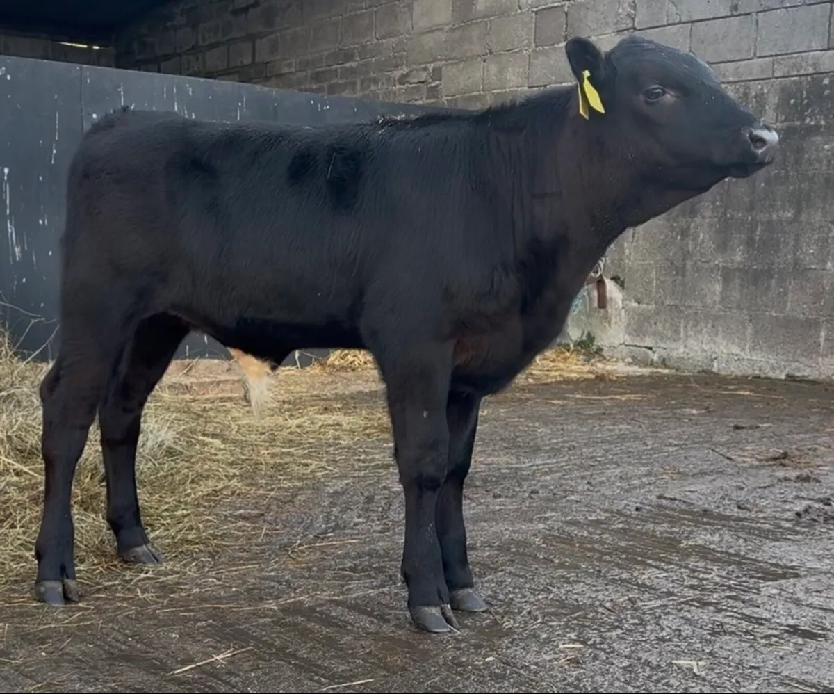 11 AI bred bulls 5-6 months old - Image 2